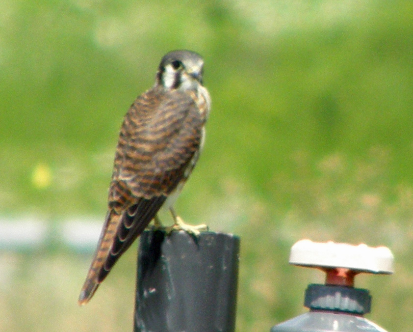 American Kestrel