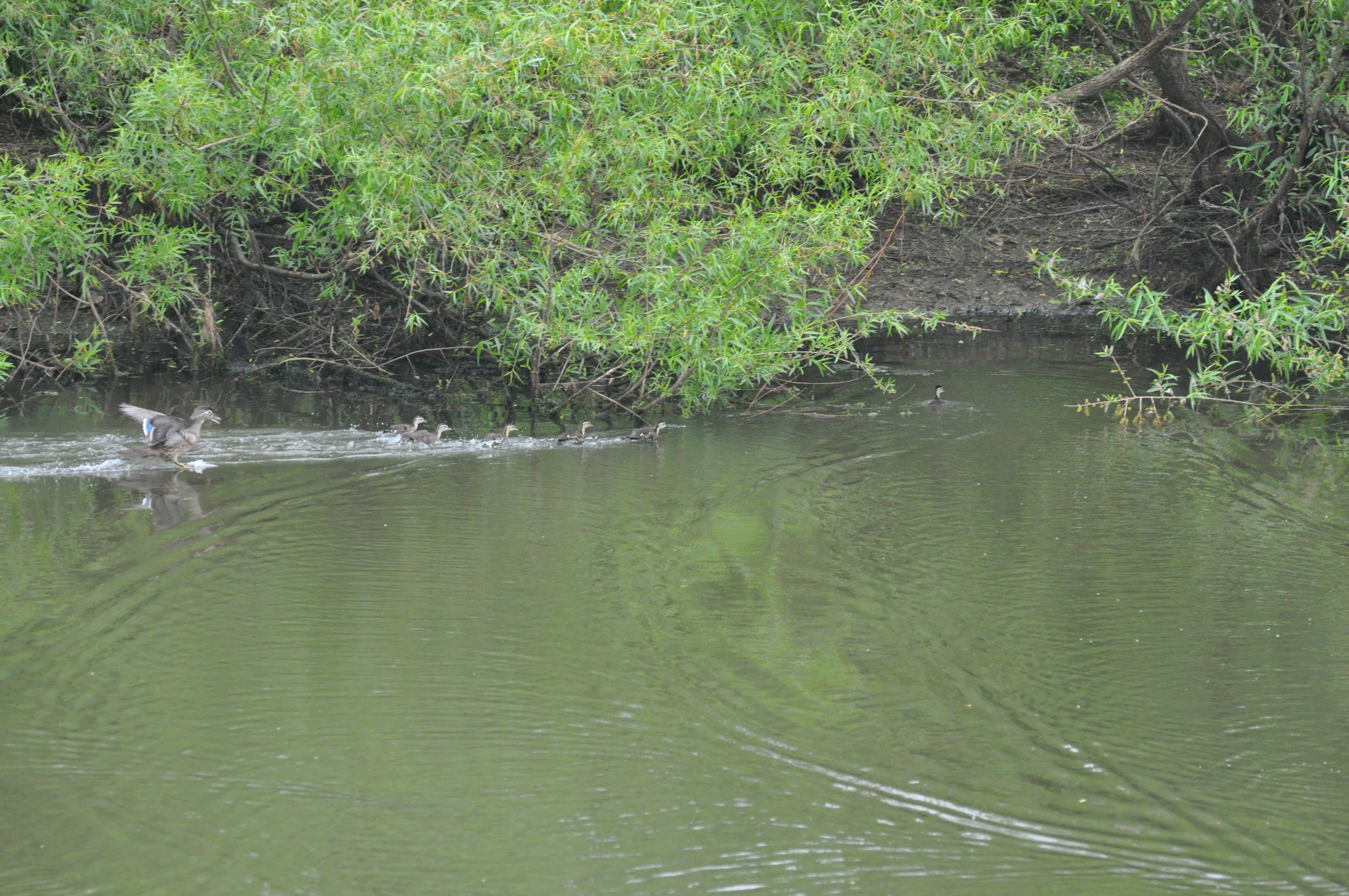 Pond with Wood Duck Nest Box