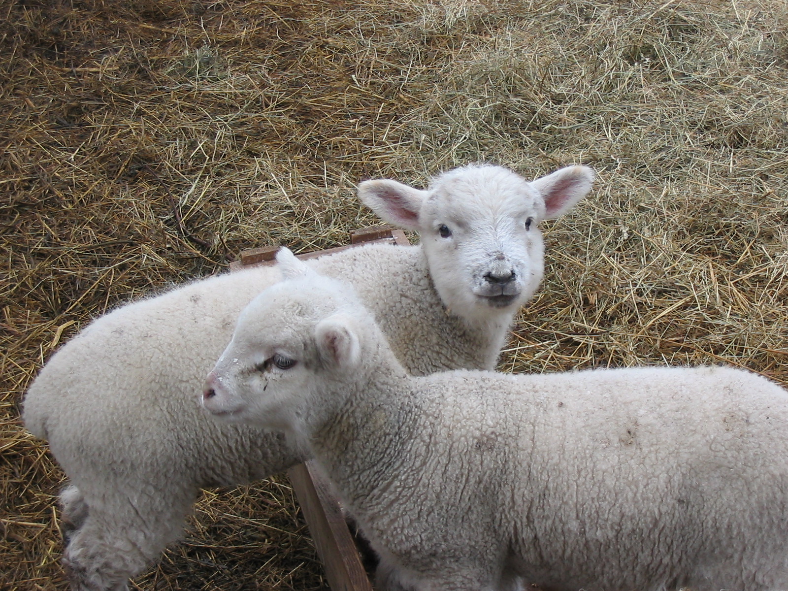 Two Baby Sheep
