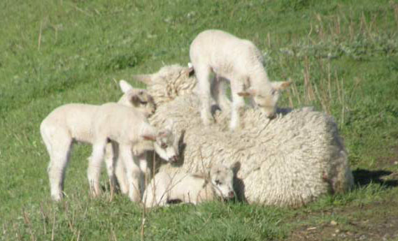 Baby Sheep Walking on Mother Sheep