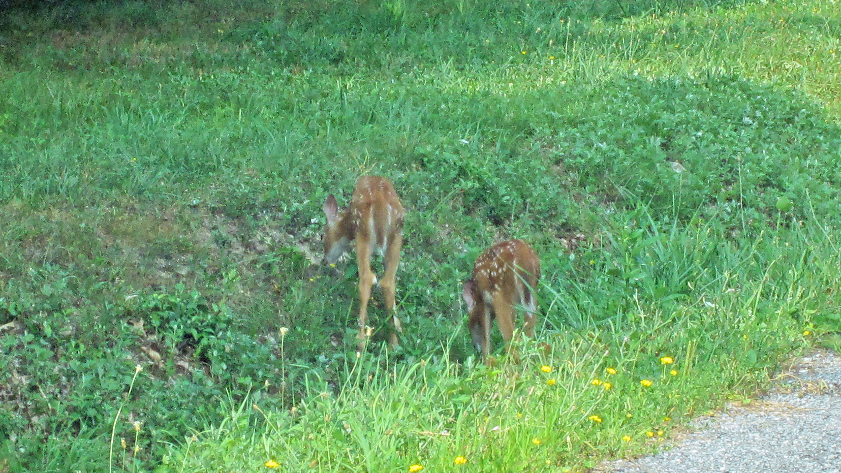 Two Fawns