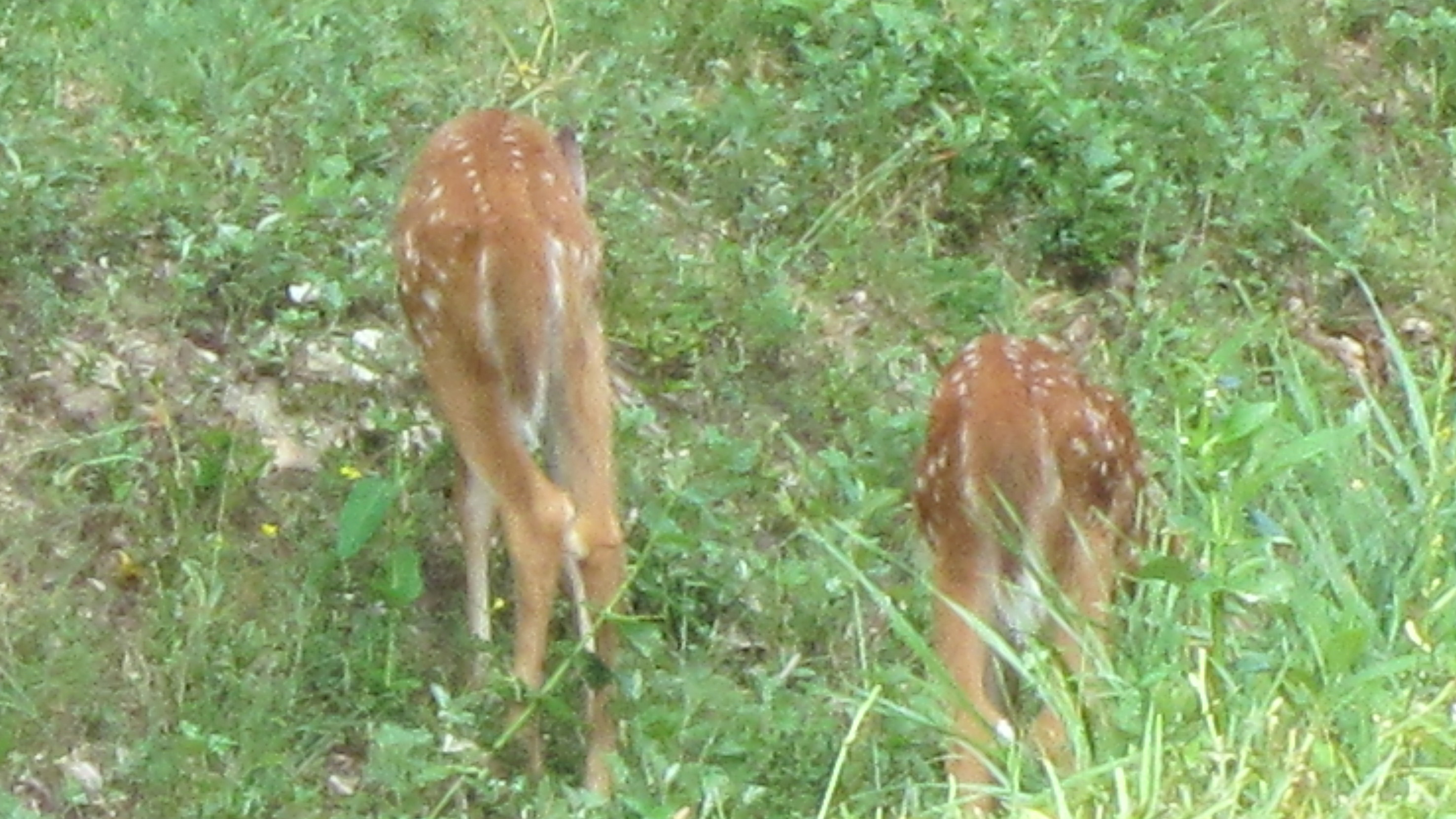Two Fawns