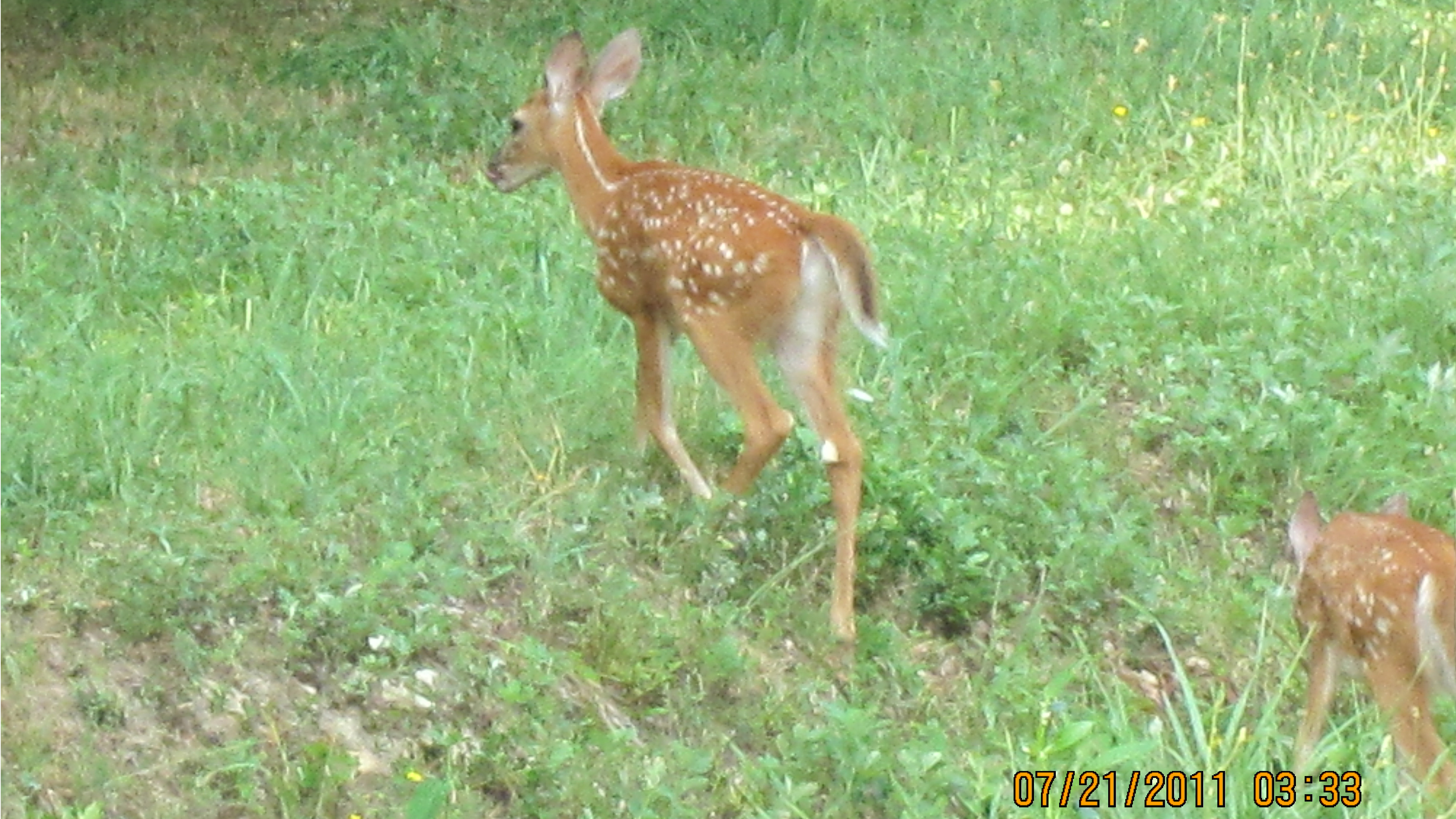 Two Fawns